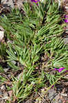 Largeflower fameflower